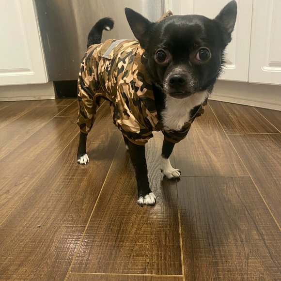 NWT Dog Rain Coat - Picture 4 of 12